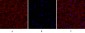 EGFR Polyclonal Antibody